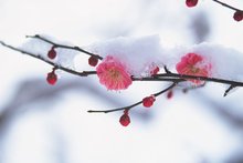 大雪